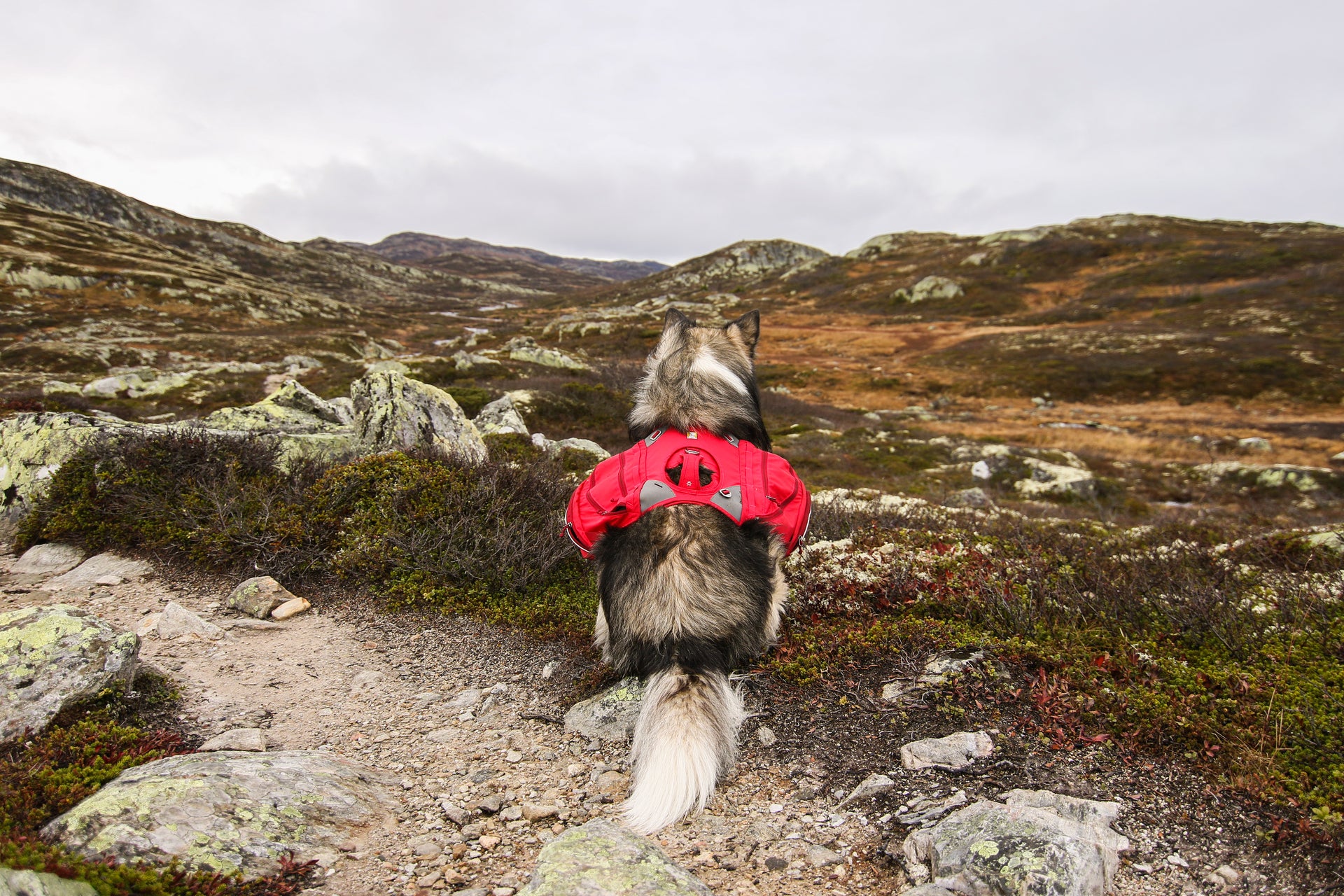 Wandelen in Noorwegen mét hond!