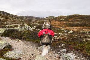 Wandelen in Noorwegen mét hond!
