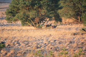 De 10 grootste Nationale Parken van Nederland