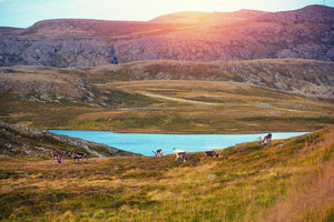 Tips voor de mooiste wandelvakantie in Noorwegen